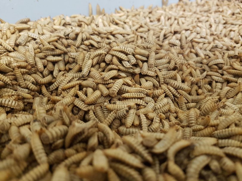 Bühler opens Insect Technology Center to support customers in the feed and food industries
